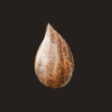 开局一颗种子手游