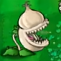 大蒜花