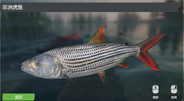 非洲虎鱼/African Tigerfish截图