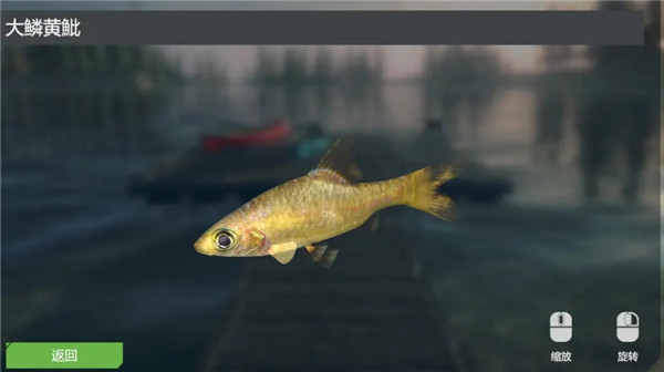 大鳞黄魮/Large-scaled Yellowfish截图