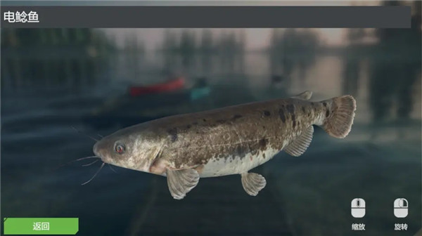电鲶鱼/Electric Catfish截图