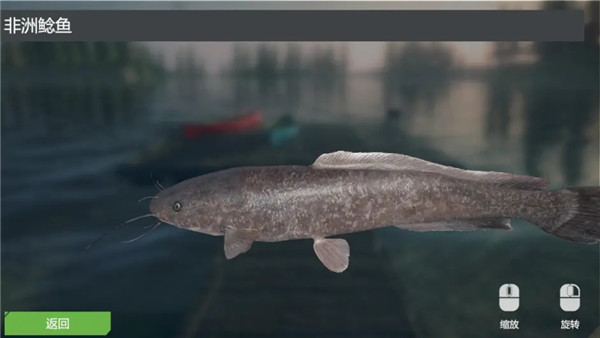 非洲鲶鱼/African Catfish截图